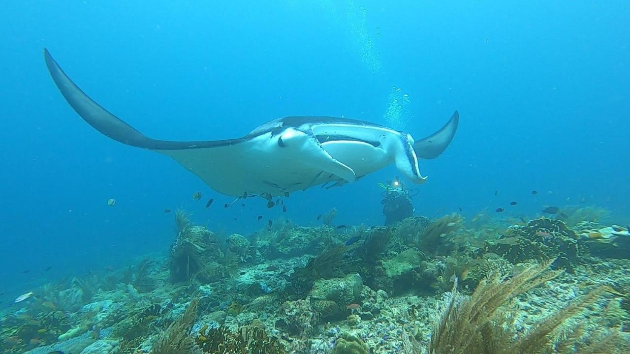 Tabari Dive Lodge Pulau Mansuar Exterior photo
