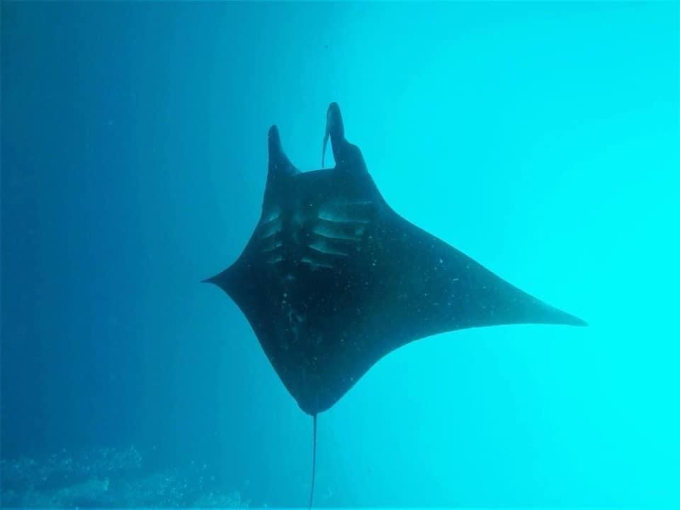 Tabari Dive Lodge Pulau Mansuar Exterior photo