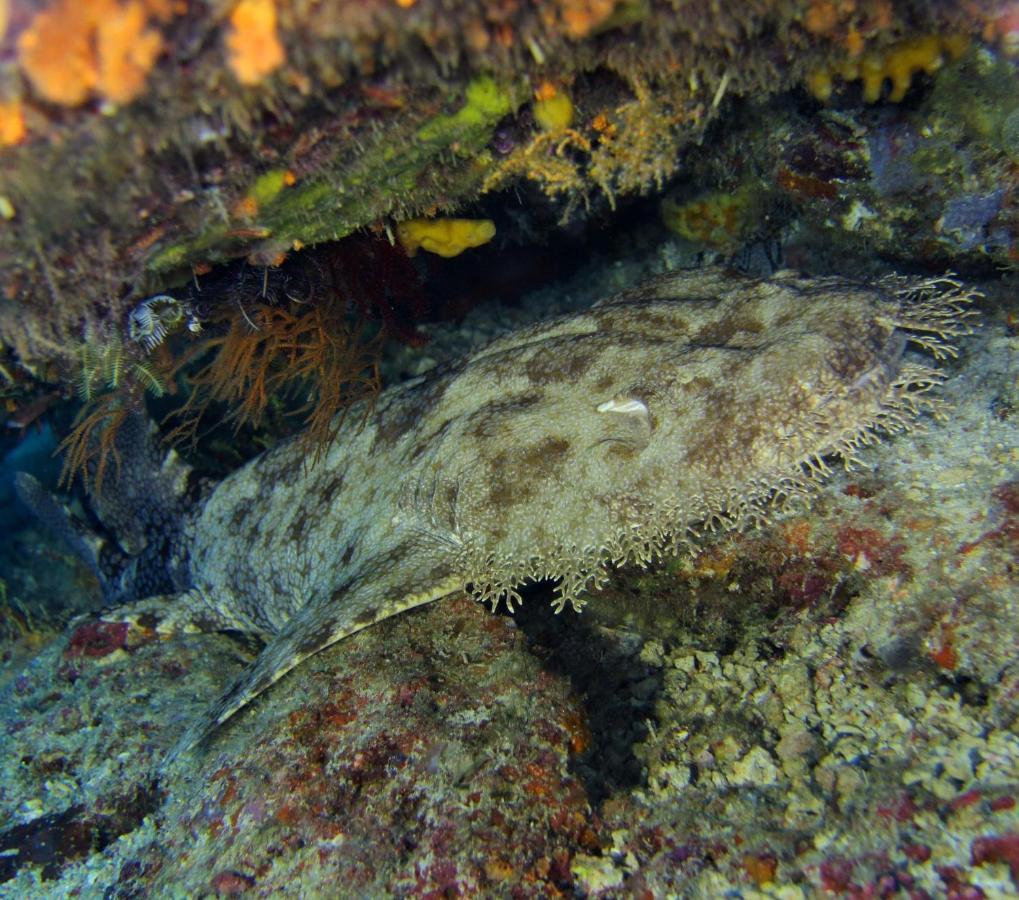 Tabari Dive Lodge Pulau Mansuar Exterior photo